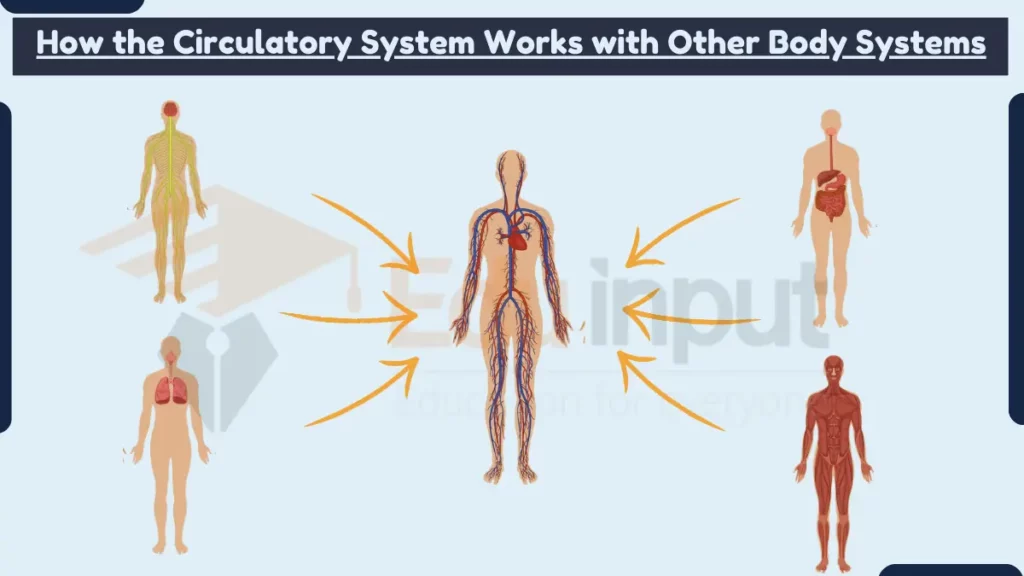 image showing How the Circulatory System Works with Other Body Systems