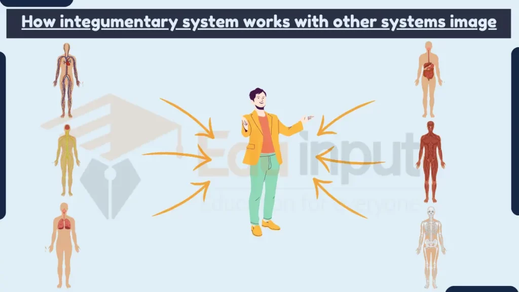 image showing How integumentary syetem works with other systems 