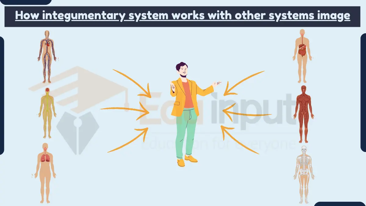 How integumentary syetem works with other systems?