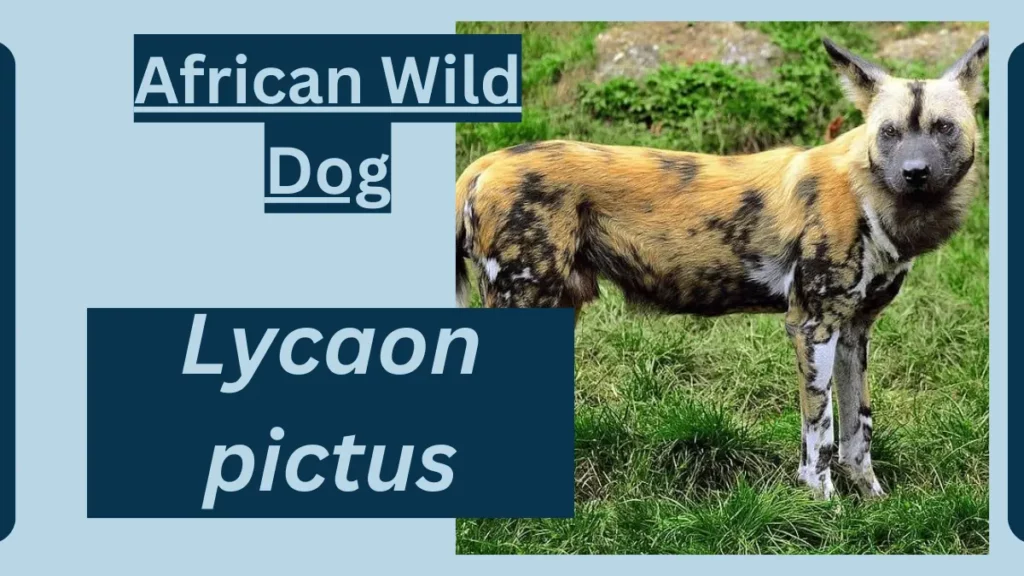 IMAGE SHOWING African Wild Dog