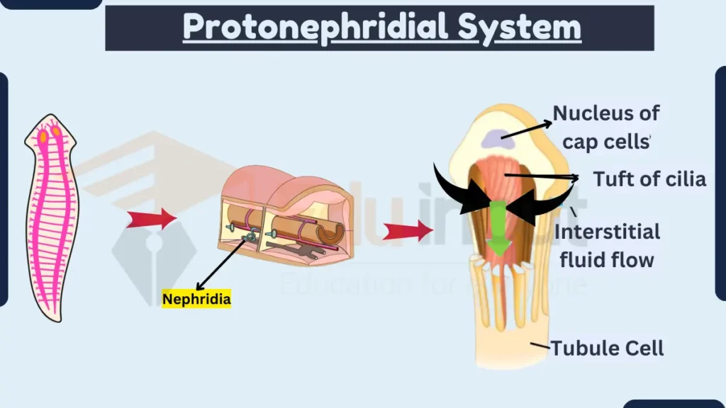 image showing Protonephridial System