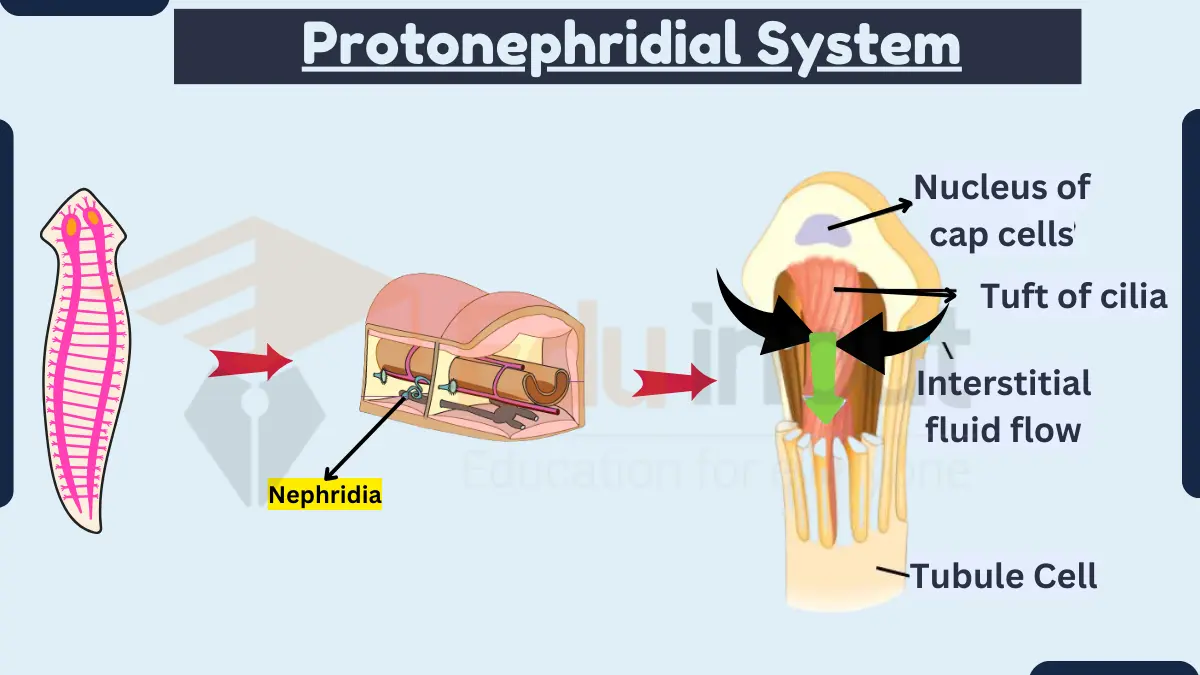 Protonephridial System-Anatomy, Types, Functioning, and Disadvantages
