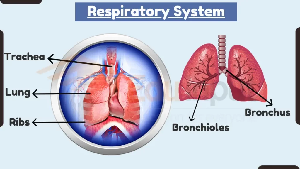 image showing diagram of Respiratory System 
