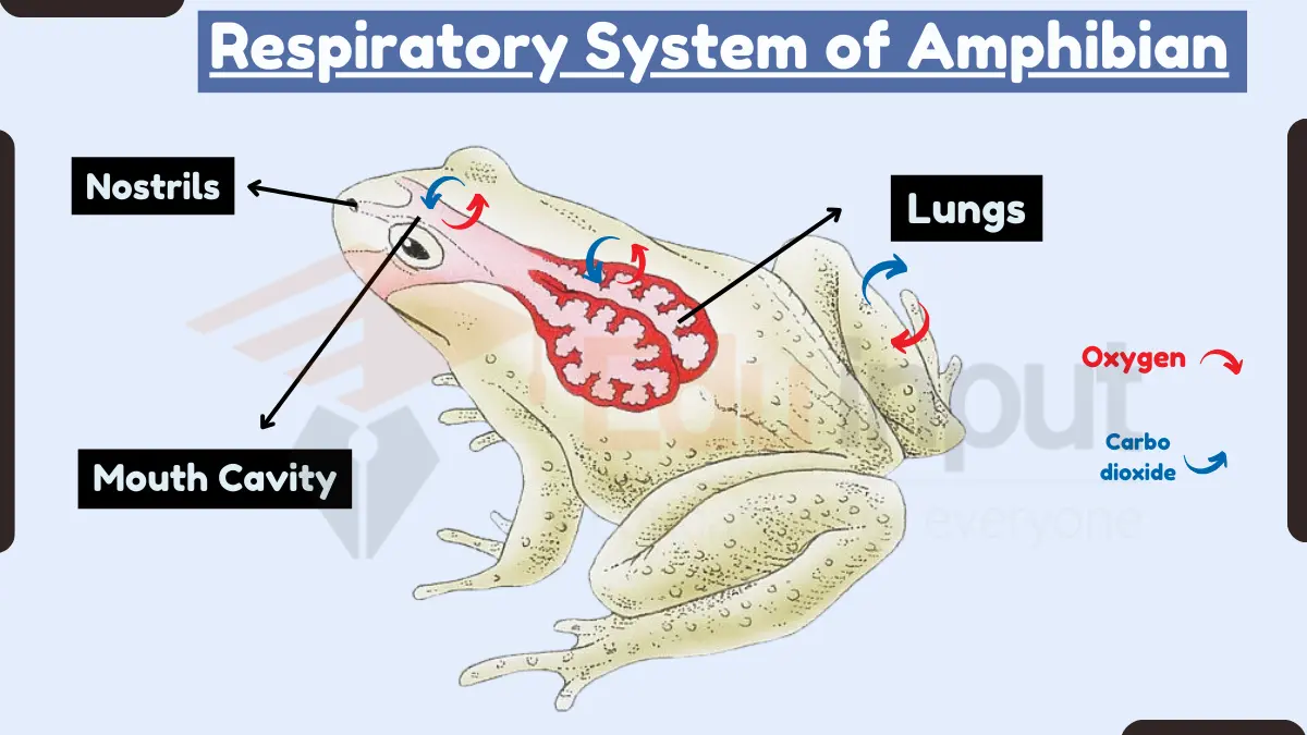 Respiratory System of Amphibians – Organs, Adaptations, and Operating Mechanism
