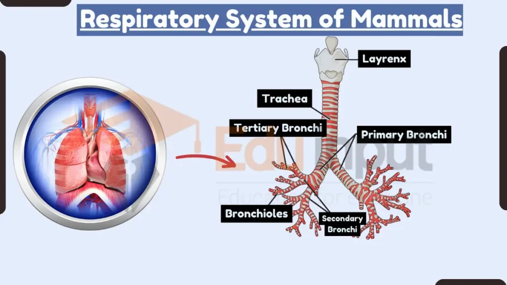 image showing Respiratory System of mammals
