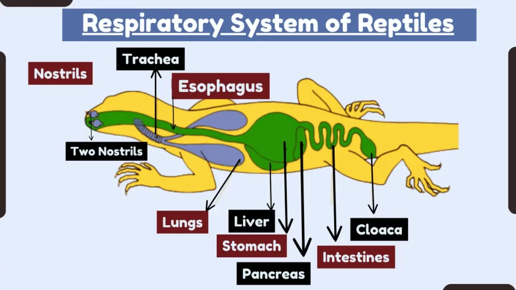 image showing Respiratory System of Reptiles