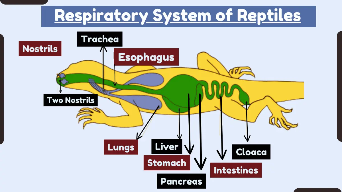 Respiratory System of Reptiles– Organs, Adaptations, and Operating Mechanism