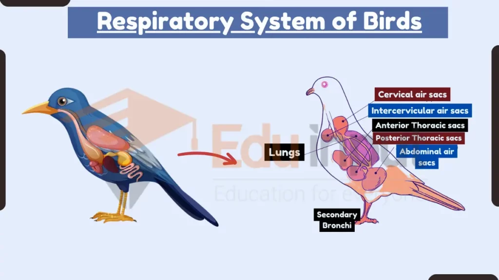 image showing Respiratory System of Birds