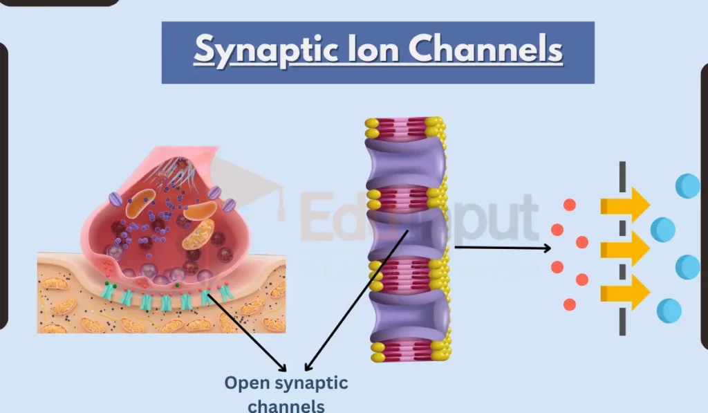 image showing Synaptic Ion Channels