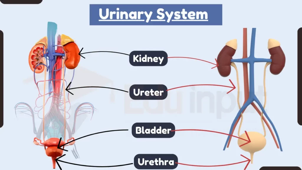 image showing structure of Urinary System