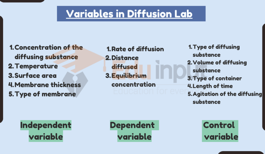 image showing Dependent, Independent, and Constant Variables in Diffusion Lab