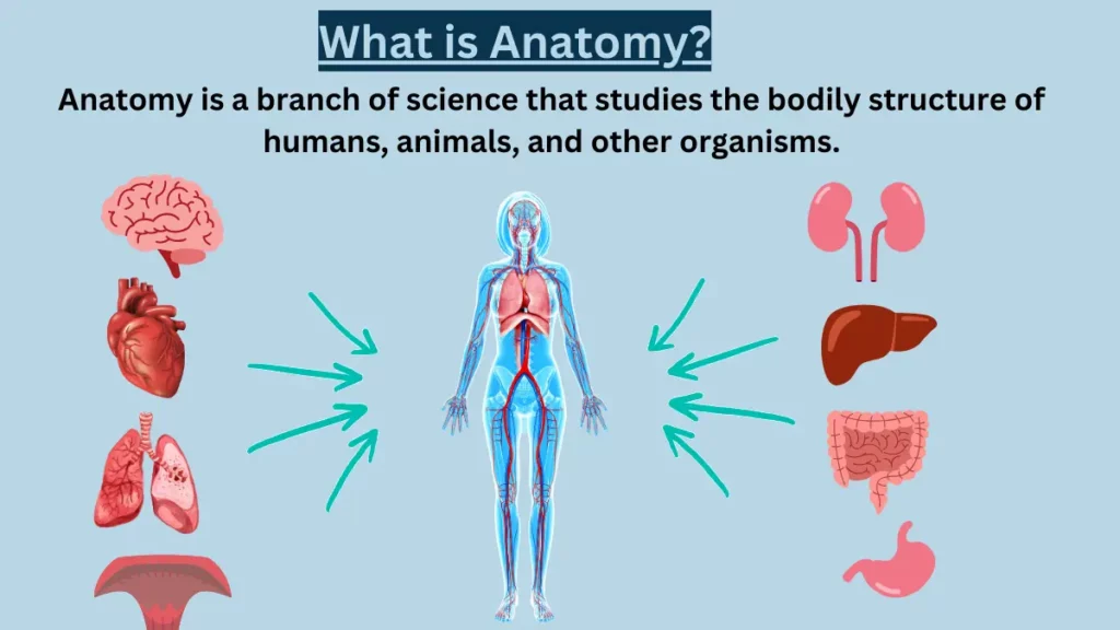 image showing what is anatomy