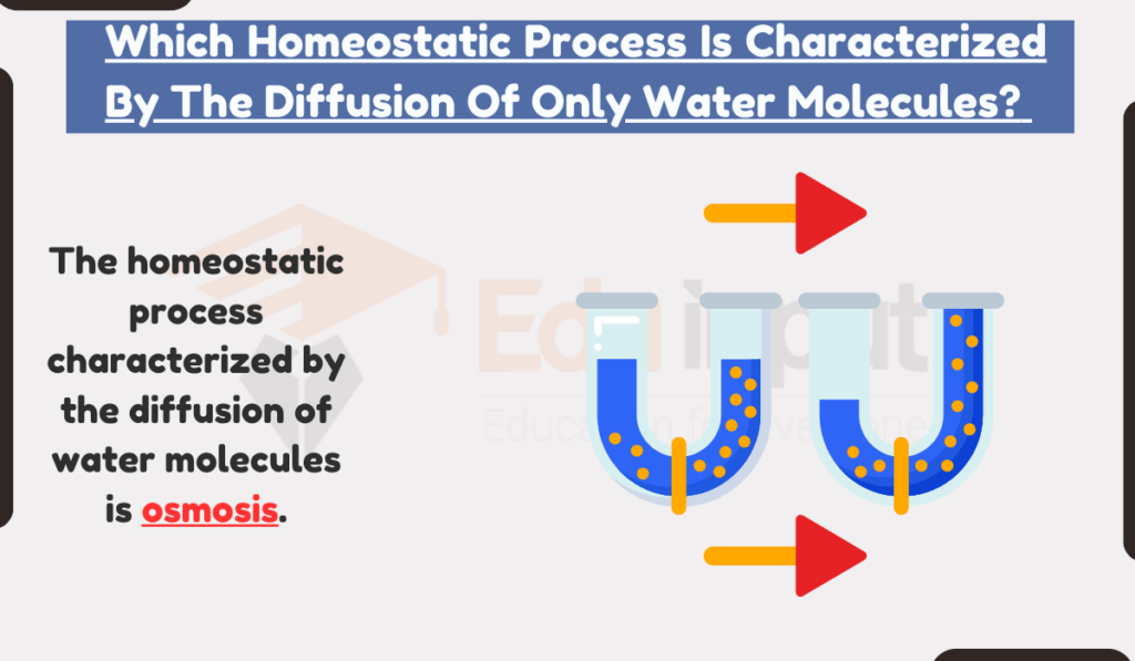image showing Which Homeostatic Process Is Characterized By The Diffusion Of Only Water Molecules?             