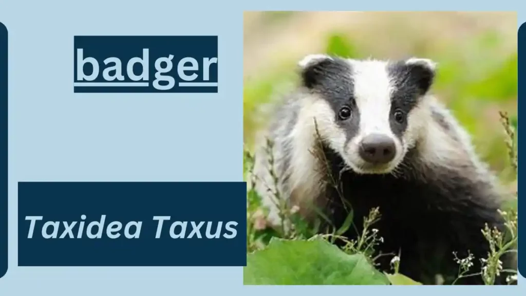 badger image