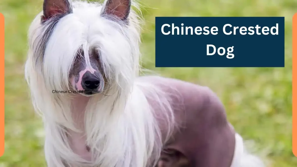 Chinese Crested Dog image