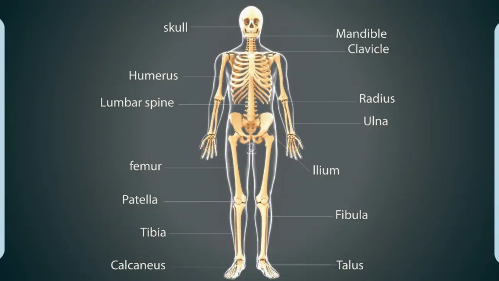 featured Image of what is anatomy