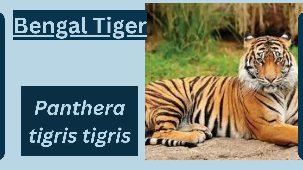 Bengal Tiger Animal Facts  Panthera Tigris Tigris - A-Z Animals