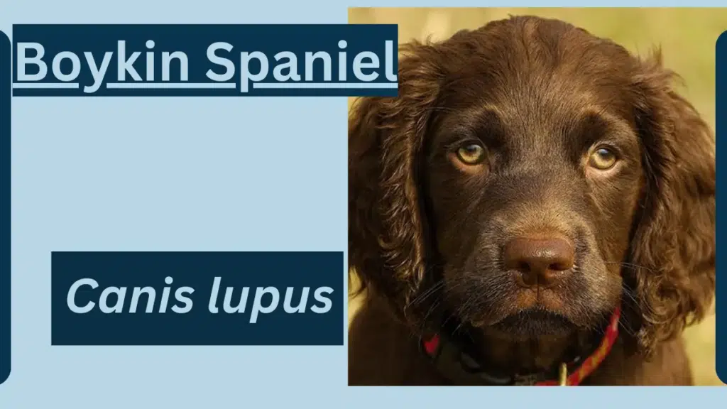 image showing Boykin Spaniel