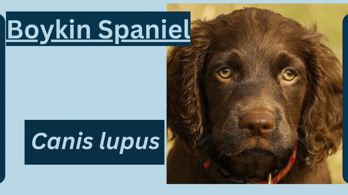 Boykin Spaniel Animal Facts