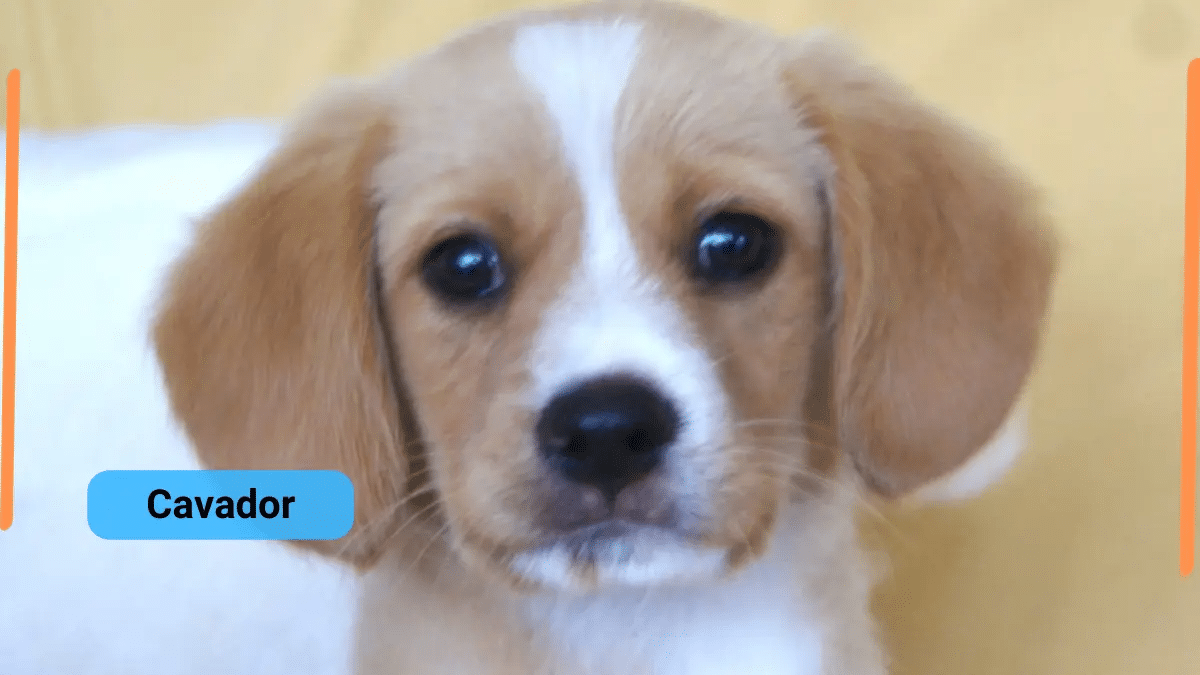 Cavador – Classification, Appearance, Habitat, and Facts