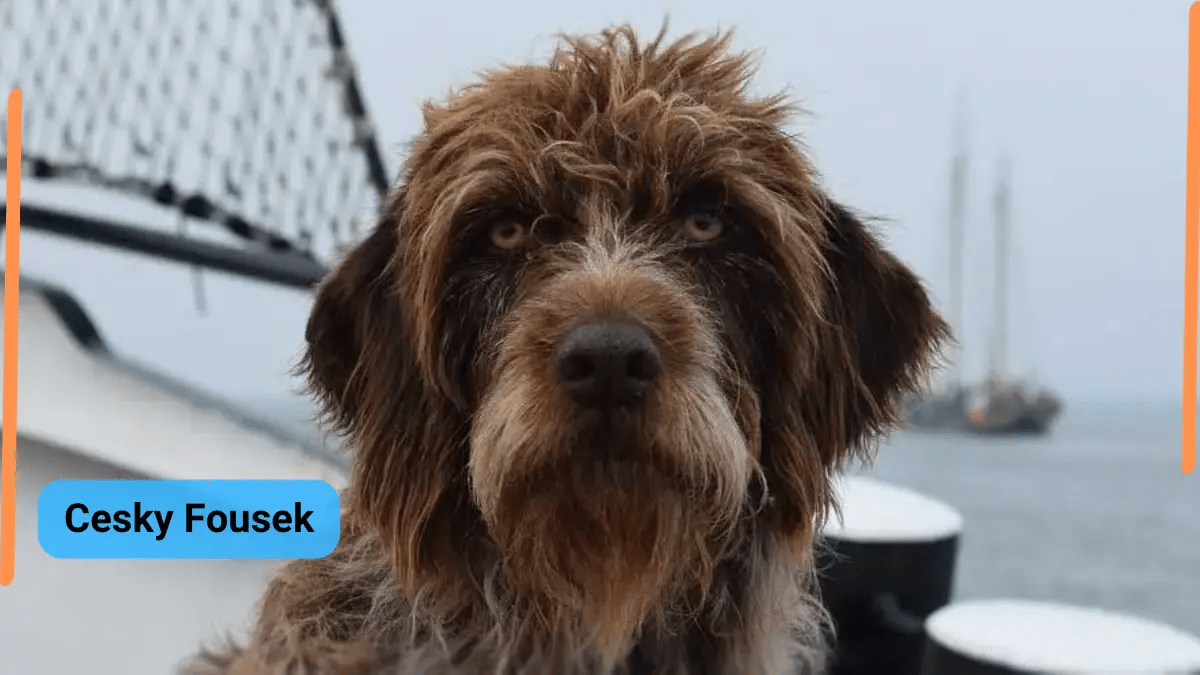 Cesky Fousek- Classification, Appearance, Habitat, and Facts