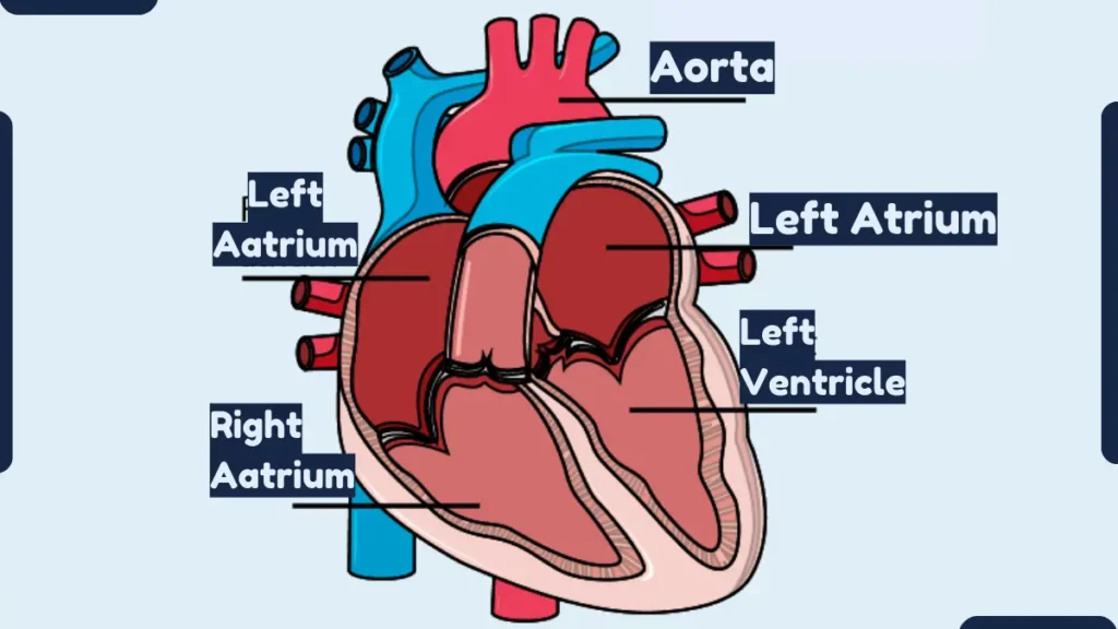 image showing Structure of Human Heart