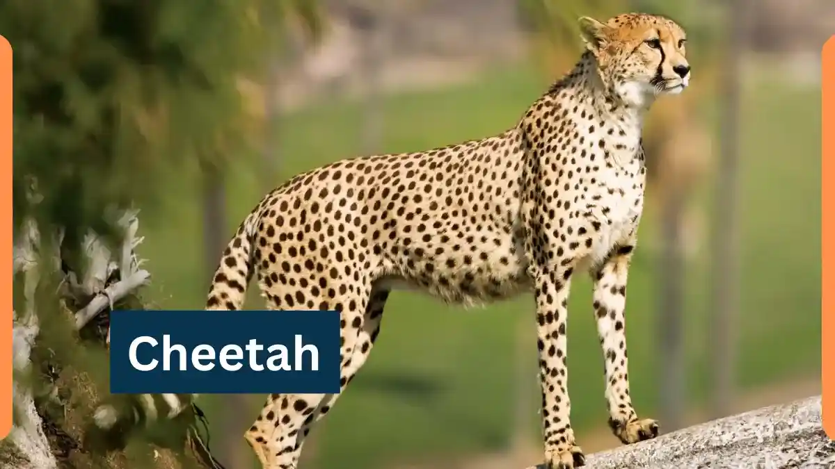 Cheetah-Classification, Appearance, Habitat, and Facts