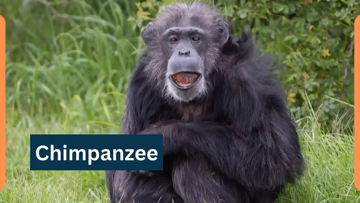 Chimpanzee-Classification, Appearance, Habitat, and Facts