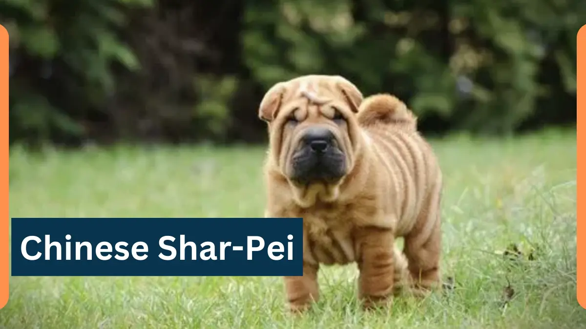 Chinese Shar-Pei-Classification, Appearance, Habitat, and Facts