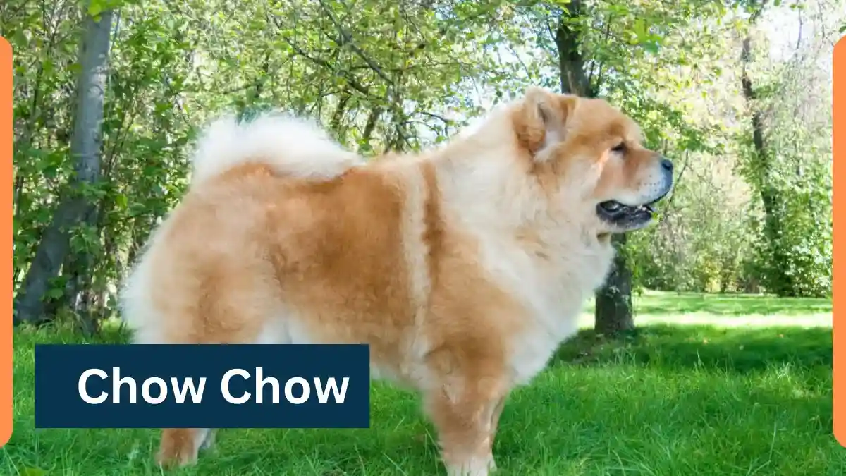 Chow Chow-Classification, Appearance, Habitat, and Facts
