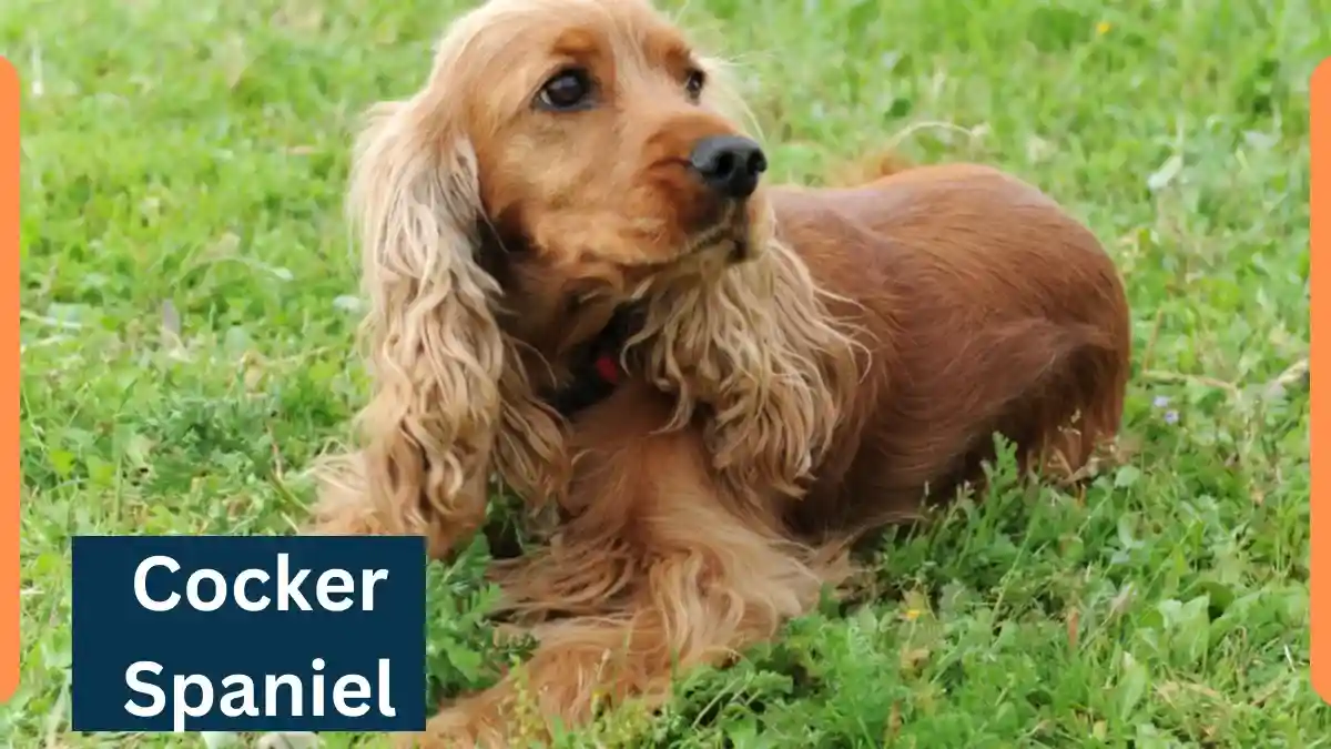 Cocker Spaniel-Classification, Appearance, Habitat, and Facts