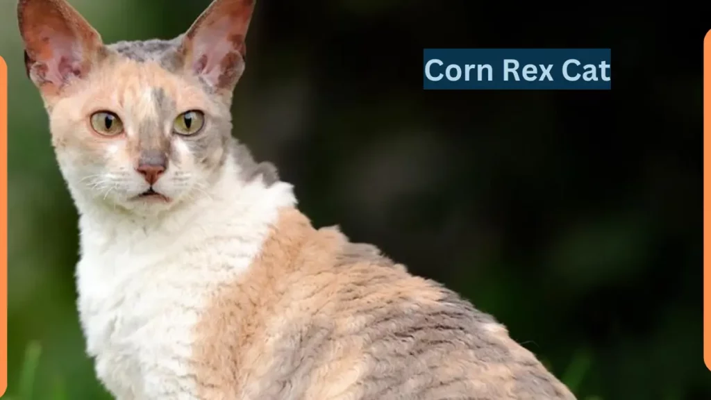 Image showing Corn Rex Cat