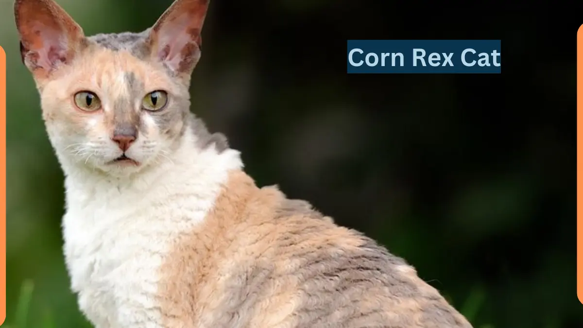 Corn Rex Cat-Classification, Appearance, Habitat, and Facts
