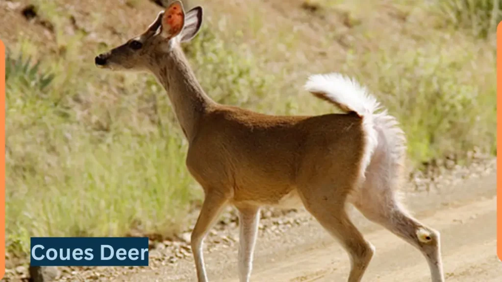 Image showing Coues Deer