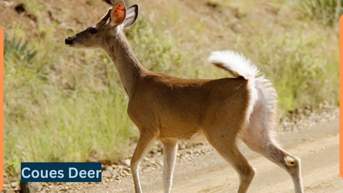 Coues Deer-Classification, Appearance, Habitat, and Facts