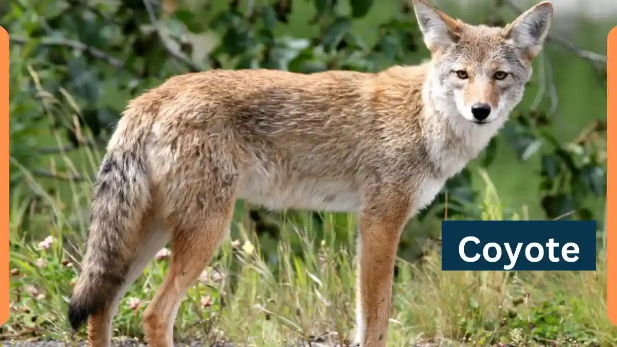 Coyote-Classification, Appearance, Habitat, and Facts