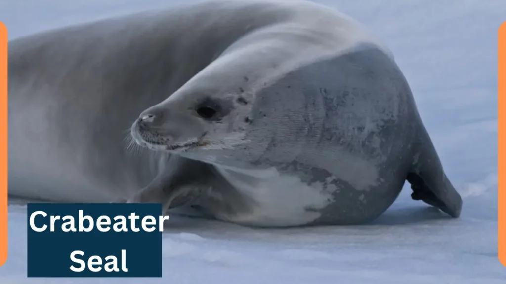 Crabeater Seal image