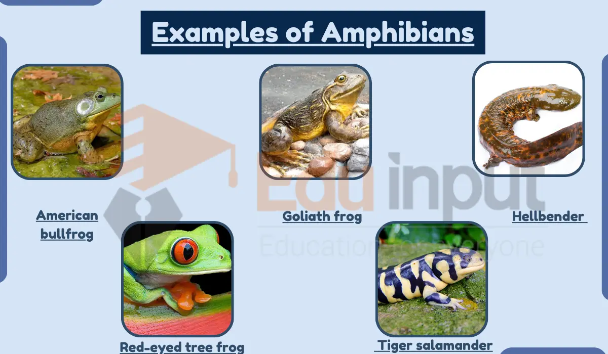 10 Examples of Amphibians