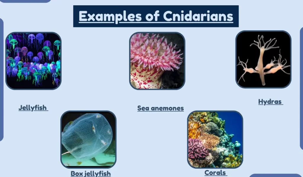 image showing Examples of Cnidarians