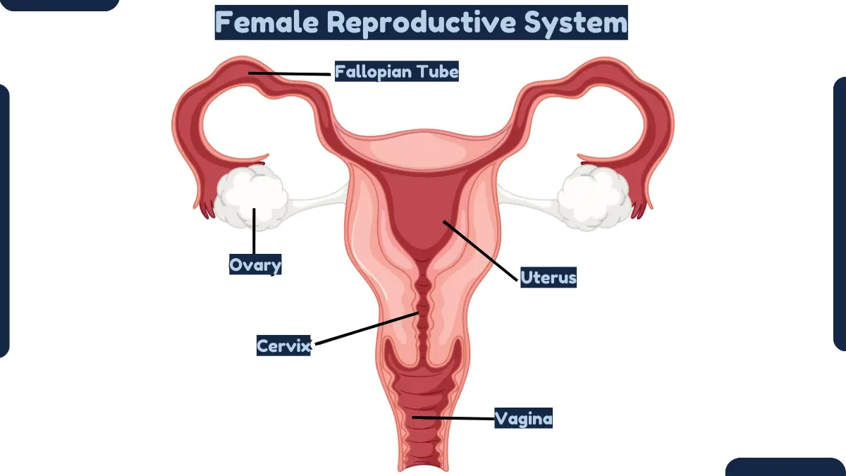 Female Reproductive System-Anatomy, and Functions