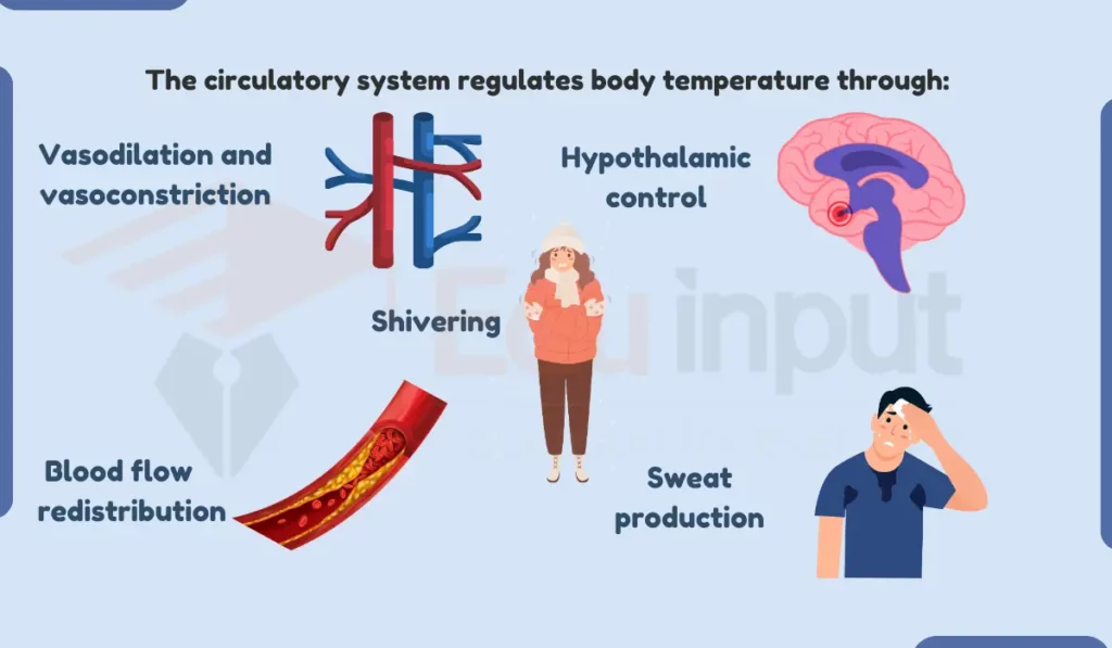image showing How Circulatory System Regulates Body Temperature