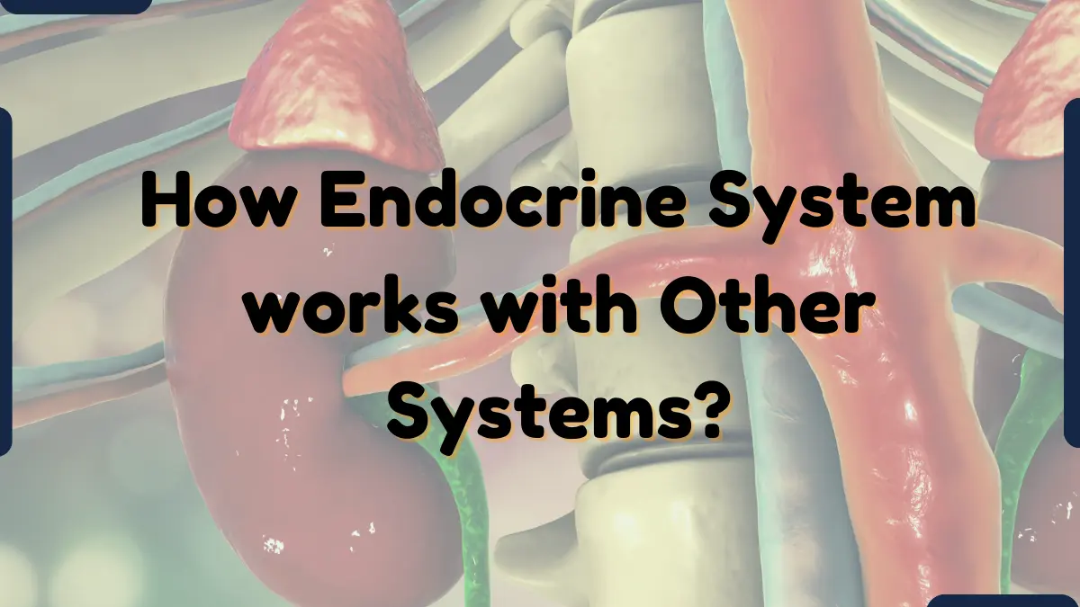 How Endocrine System works with Other Systems?