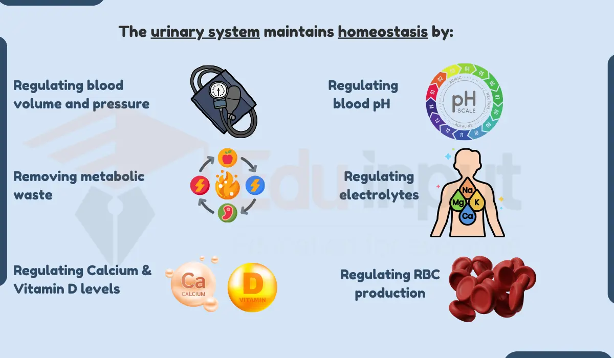 How does urinary system maintain homeostasis?