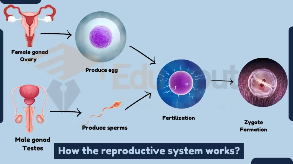 image showing How the reproductive system works?