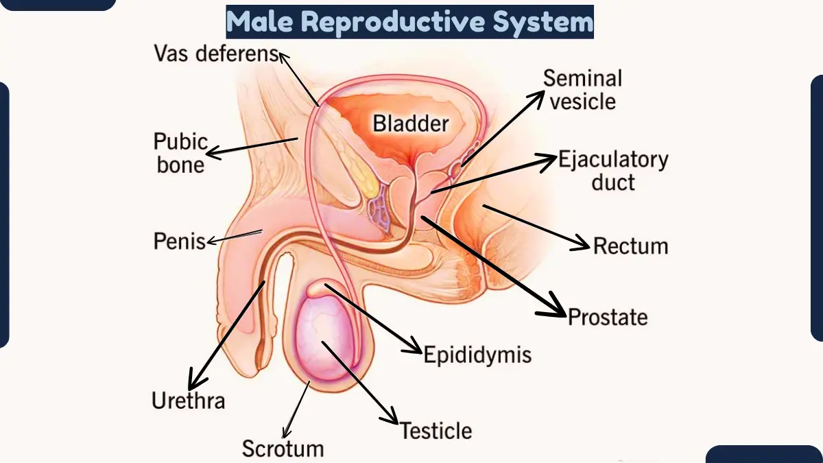 Male Reproductive System-Anatomy and Function