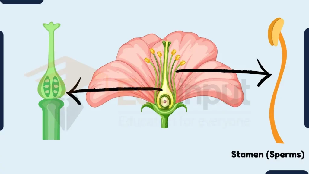 Reproductive organs in Reproductive system of Plants