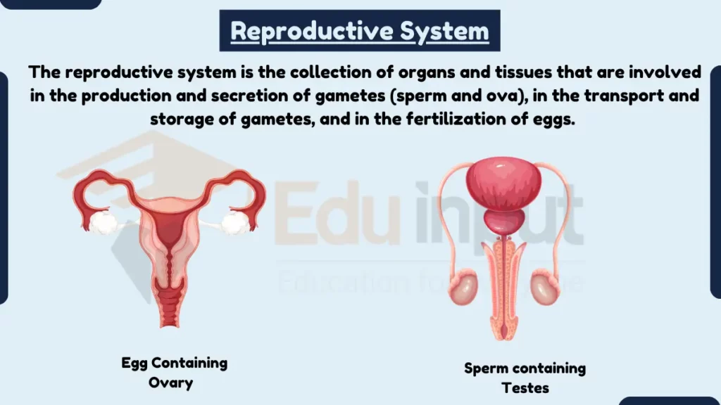 image showing what is Reproductive System