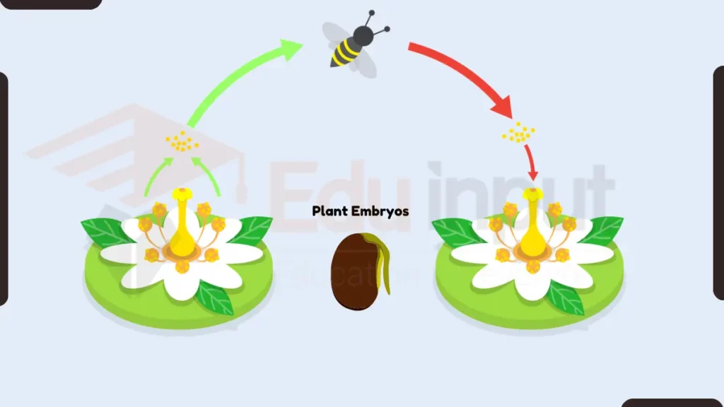 image showing Zygote  development in plants image