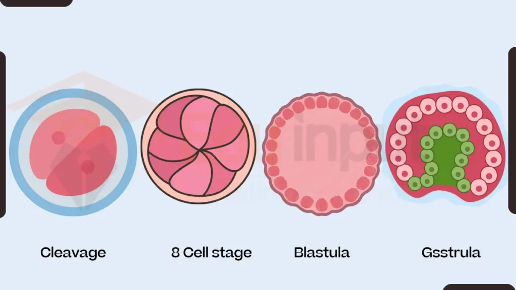 image showing different stages of zygote development