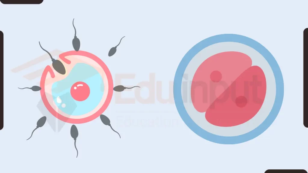 image showing how zygote is formed